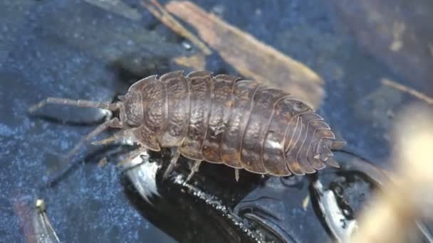 Woodlouse Является Ракообразным Монофилетическим Подпорядком Oniscidea Изоподы Макронасекомое Дикой Природе — стоковое видео