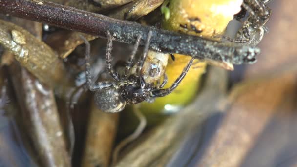 Araña Corriendo Través Del Agua Sienta Cerca Brote Juncos Macro — Vídeos de Stock