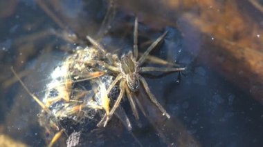 Örümcek suyun içinde koşuyor. Sazlık filizinin yanında oturuyor. Vahşi hayatta örümceğin makro görüntüsü