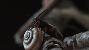 Macro 'yu vahşi hayatta böceğin etrafında görün. Tetropium fuscum, Cerambycidae familyasından kahverengi ladin böceği. Kahverengi ladin boynuzu ladin ağaçlarının baş belasıdır. Kabuklu salyangozun üzerinde oturuyor