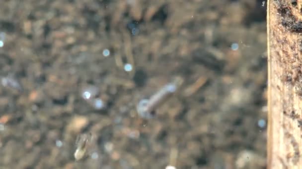 在水下的蚊子幼体 蚊子是苍蝇的二翅目 — 图库视频影像