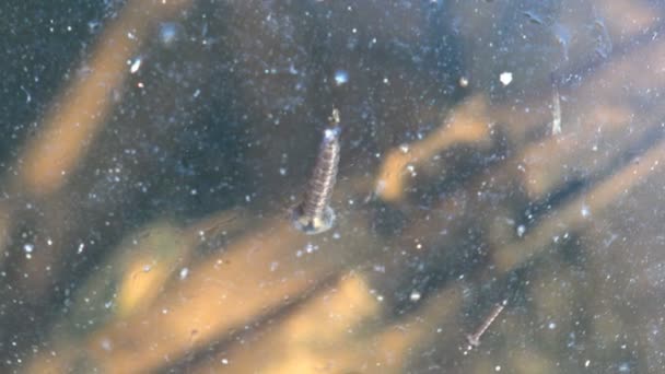 Larves Les Moustiques Dans Eau Les Moustiques Sont Des Mouches — Video