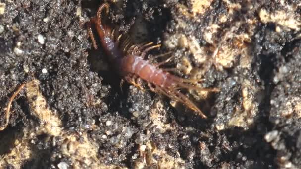 狮身人面像 Lithobius Forficatus 是一种常见的欧洲狮身人面像 在地球上躲避太阳 — 图库视频影像