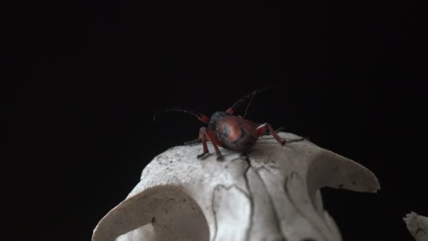 Ver Macro Alrededor Insectos Vida Silvestre Tetropium Fuscum Escarabajo Cuerno — Vídeos de Stock