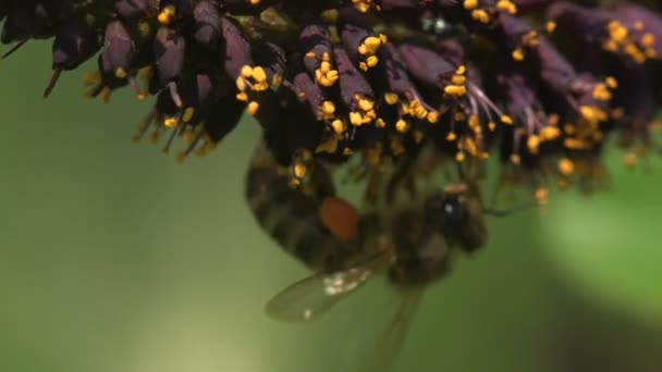 Bee Collects Nectar Small Wildflowers Violet Little Yellow Flowers Paws — ストック動画