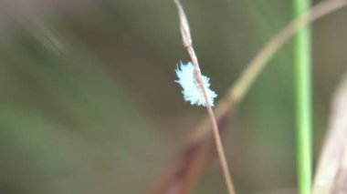 Mealybug böcekleri, Pseudococcidae familyasındaki böceklerdir. Nemli ve sıcak ortamlarda bulunan zırhsız böceklerdir. Beyaz larva böceği ağaca tırmanır, bir böcek, vahşi hayatta makroyu görür