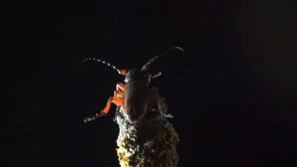 Lihat Macro Sekitar Serangga Satwa Liar Tetropium Fuscum Kumbang Spruce — Stok Video