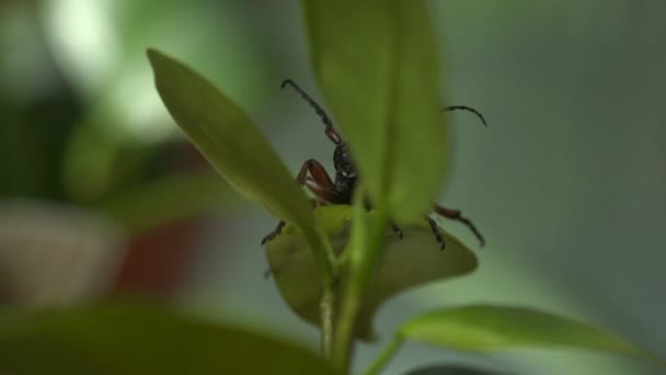 View Macro Insect Wildlife Tetropium Fuscum Brown Spruce Longhorn Beetle — Stock Video