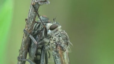 Asilidae, Suikastçı Sinekler. Kıllı soyguncu ağzında sinekle uçar. Yeşil yaprağın üzerinde oturuyor ve sinek suyu emiyor. Vahşi hayatta böcek makrosu görüntülensin