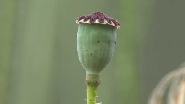 一盒在绿色背景上生长的罂粟 审视野生动植物中的大罂粟 — 图库视频影像