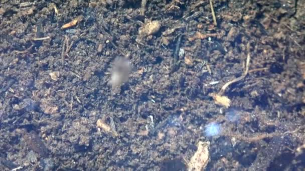 Daphnia magna est une petite sous-classe de crustacés planctoniques Phyllopoda. Nage rapidement sous l'eau avec un corps transparent et de petites pattes d'ailerons 