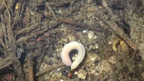 Earthworm Capturado Córrego Floresta Vista Macro Subaquática Vida Selvagem — Vídeo de Stock