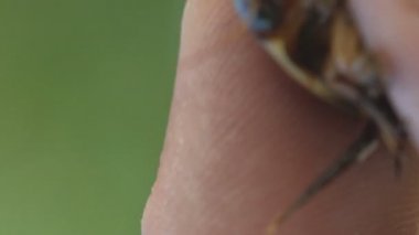 İnsan parmaklarının arasında tutar, büyük dalış böceği (Dytiscus marginalis su böcekleri) koyu renkli. Vahşi Yaşam 'da Makro görünüm böceği 