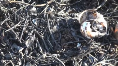 Çayırdaki kavrulmuş ve ölü toprak Makro görünümü, vahşi ateş böcekleri öldürdü, salyangozlar sadece yanmış siyah kabuklar bıraktı.