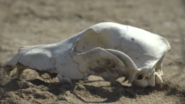 Der Weiße Und Sonnenverbrannte Hundeschädel Liegt Der Heißen Jahreszeit Sand — Stockvideo