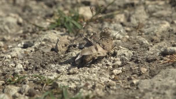 Juegos Cortejo Dissosteira Carolina Carolina Saltamontes Gris Carolina Langosta Saltamontes — Vídeo de stock