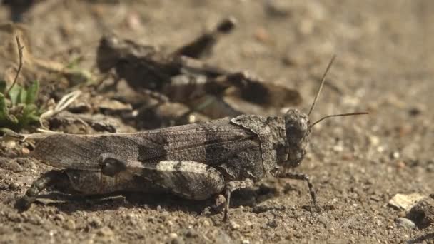 Uppvaktning Spel Två Dissosteira Carolina Carolina Grasshopper Grå Carolina Gräshoppa — Stockvideo