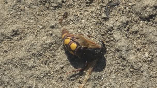 Yellow Wasp Lies Salty Dry Lake Covered Sand Wind View — Stock Video