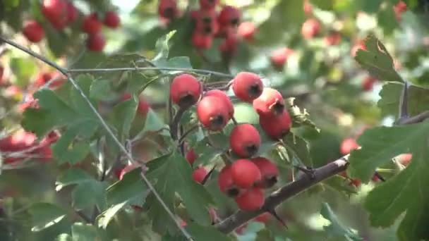 Crataegus Commonly Called Hawthorn Quickthorn Thornapple May Tree Whitethorn Hawberry — ストック動画