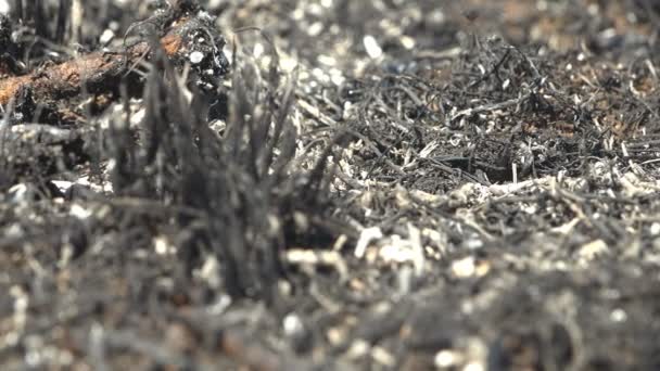 Макропредставление Мертвой Выжженной Травы Черном Лугу После Дикого Огня Который — стоковое видео