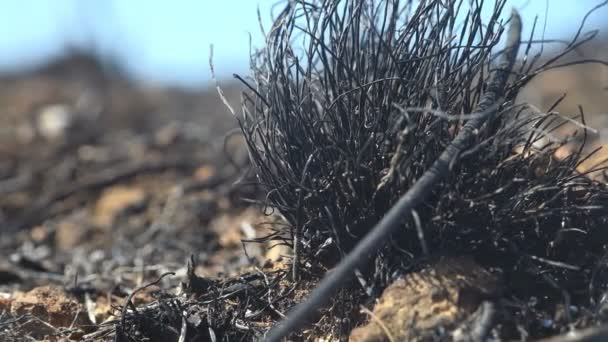 Macro Vista Hierba Quemada Muerta Prado Negro Después Del Fuego — Vídeo de stock