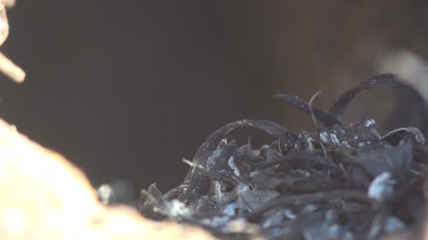 Макро Вид Мертвой Выжженной Травы Дыры Заброшенное Животное После Дикого — стоковое видео