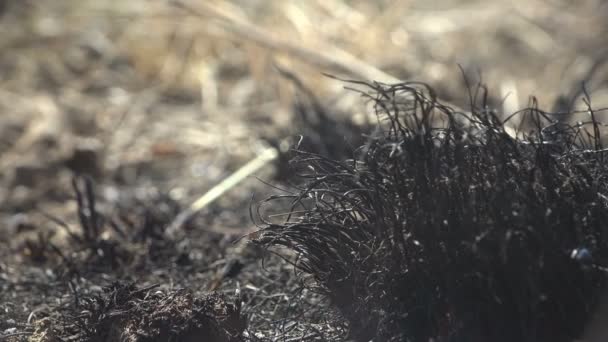 Macro Vista Hierba Quemada Muerta Prado Negro Después Del Fuego — Vídeos de Stock