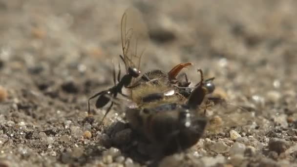 アリは攻撃し 乾燥した砂の上で麻痺した蜂を攻撃し 彼らの触手にそれを取ろうとした マクロ野生生物ビュー — ストック動画