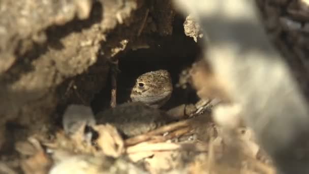 Lézard Tête Sort Trou Petit Lézard Gris Jeune Trouve Dans — Video