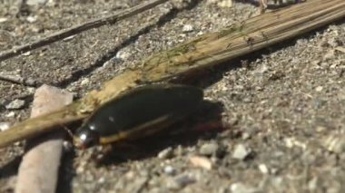 Büyük dalış böceği (Dytiscus marginalis su böcekleri) yaz nehrinin kumlu toprakları boyunca koyu renkli kamışların arasında hızla koşar. Vahşi Yaşam 'da Makro görünüm böceği