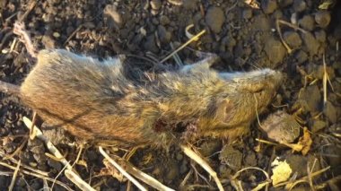Ölü fare bir çayırda yatar ve onu baltalayarak Nicrophorus marginatus, gömme böcekleri veya sexton böcekleri, Nicrophorus cinsi, Silphidae familyasından leş böcekleri,
