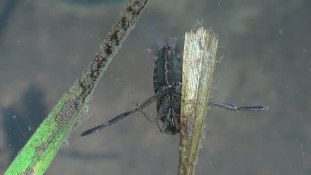 Schaaldieren Chironomiden Onder Water Sigara Striata Een Vliesvleugelig Insect Uit — Stockvideo