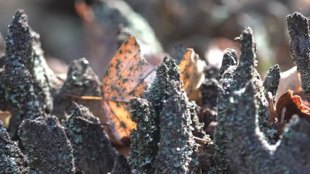 青い苔は腐った切り株の残りをカバーしています 野生動物のマクロ植物を表示 — ストック動画