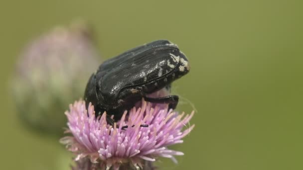 Oxythyrea Funesta Escarabajo Movimiento Activo Sentado Brote Flor Silvestre Planta — Vídeos de Stock