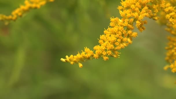 金黄色的枝条 开在紫锥菊科植物中 审视野生动物的宏观 — 图库视频影像