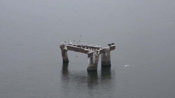 Rompeolas Estructura Hormigón Frente Gran Puente Gaviotas Otras Aves Que — Vídeo de stock
