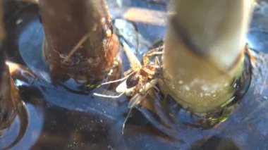 Spider holds in jaws of caught mosquito. Running in thicket of reeds. Macro view of spider in wildlife