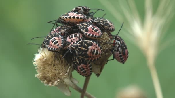 Αστέρες Καφέ Μάρμορη Βρώμα Bug Halyomorpha Halys Μετά Γέννηση Κολλήσει — Αρχείο Βίντεο