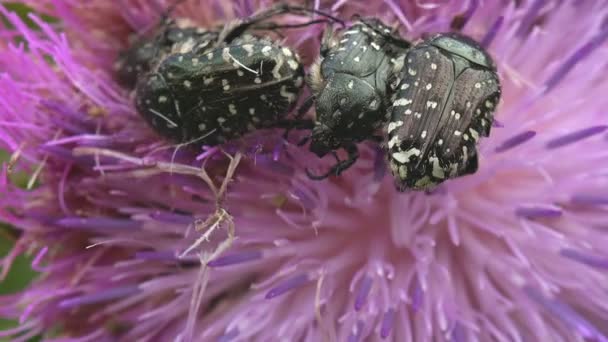 Colônia Oxythyrea Funesta Besouro Ativamente Movimento Sentado Botão Flor Selvagem — Vídeo de Stock