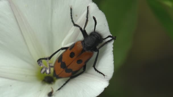 Mylabris Bogarak Nemzetsége Meloidae Családban Fehér Virágon Ülve Rovar Makró — Stock videók
