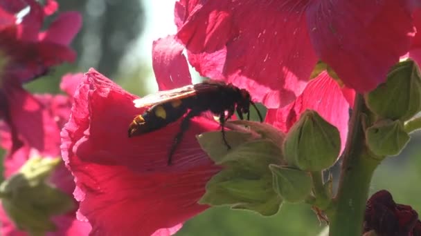 Sphecius Speciosus Familjen Crabronidae Cicada Killer Eller Cicada Hawk Storgrävande — Stockvideo