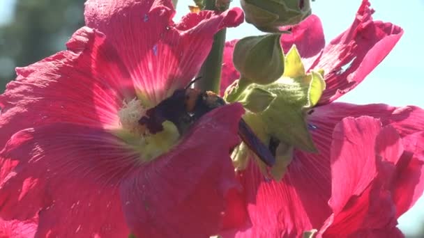 Crabronidae Familyasından Sphecius Specosus Malva Moschata Musk Mallow Veya Musk — Stok video