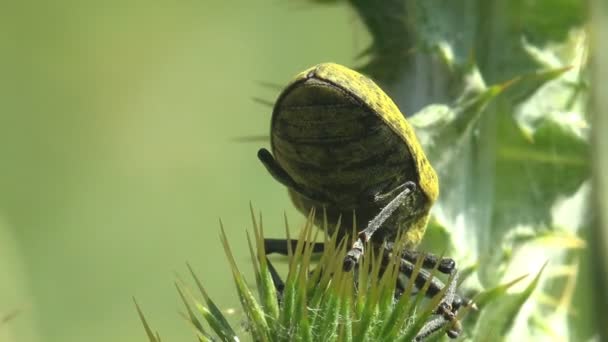Людський Палець Торкається Rhubarb Weevil Curculionidae Lixus Concavus Rhubarb Curculio — стокове відео