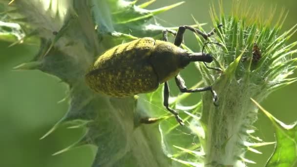 Scarabée Noir Cache Dans Sol Soleil Été Voir Macro Dans — Video