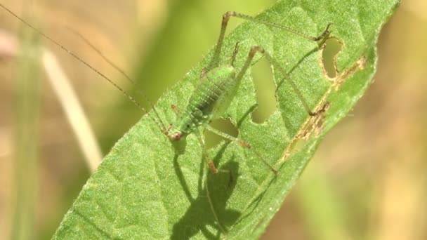 Grasshopper Katydids Ninfa Sentado Una Hoja Verde Bosque Verano Prado — Vídeos de Stock