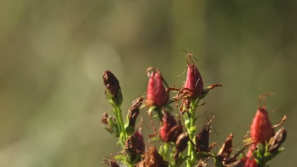 Droge Rode Bessen Struik — Stockvideo