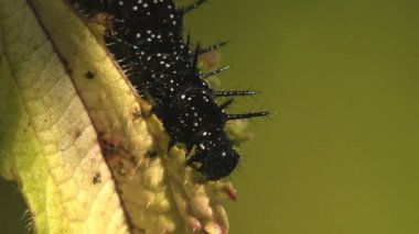 Aglais io, European peacock, Black caterpillar peacock butterfly with small white dots over the entire surface and black spikes on top. Insect view macro in wildlife