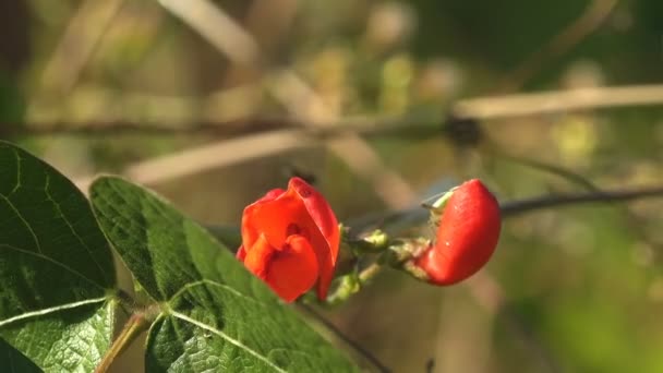 Rojo Flores Pequeñas Matorral Bosque Ver Macro Planta Vida Silvestre — Vídeo de stock