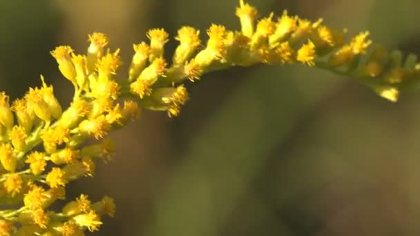 アスタナ科の開花植物の野生の花のソリダゴ ゴールデンロッド 野生動物のマクロの表示 — ストック動画