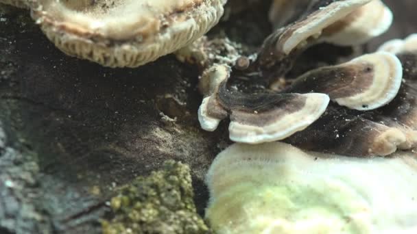 嫩绿色的小昆虫在腐烂的蘑菇上奔跑 这种蘑菇生长在森林中的老树桩上 审视野生生物的宏观昆虫 — 图库视频影像